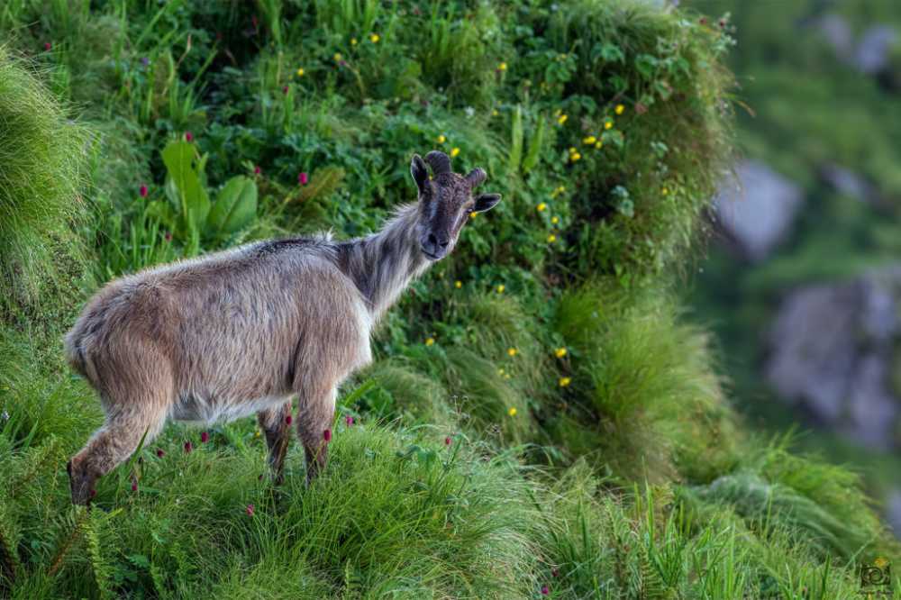 chopta wildlife