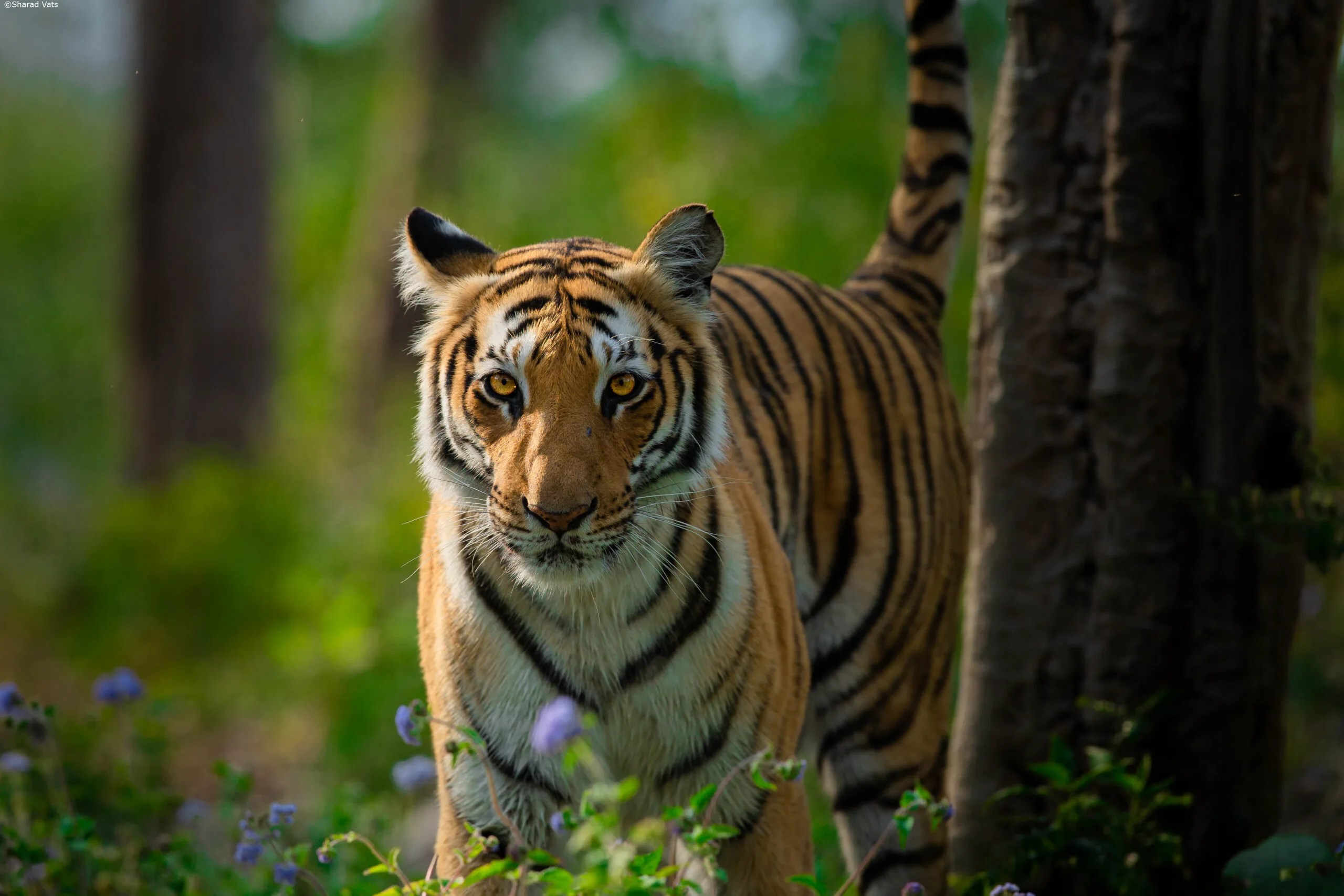 JimCorbett Image